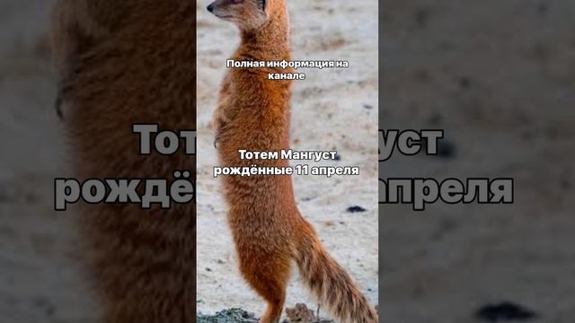 #гороскоп#прогноз#мангуст#судьба#характер#врек#деньрождения Тотем Мангуст рождённые 11 апреля смотреть онлайн