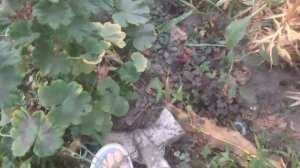 ГЕРАНЬ.УХОД И ПЕРЕСАДКА ОСЕНЬЮ.