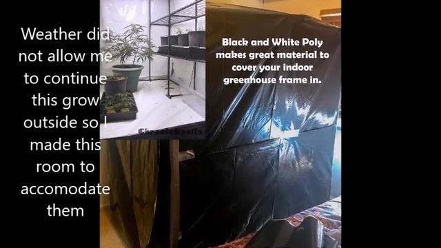 2019 Indica Indoor/outdoor Grow