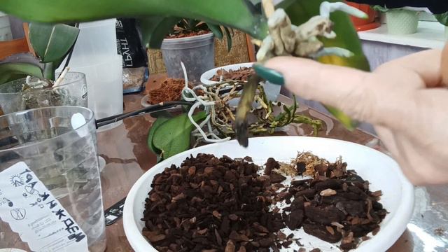 посадите орхидейки так и будет пышное цветение смотреть онлайн