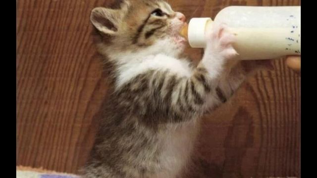 Смешные маленькие котята фото - YouTube смотреть онлайн