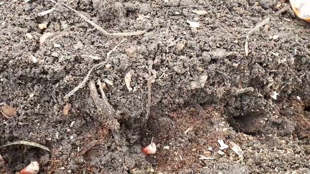 Посадка ярового, 2022 г. смотреть онлайн