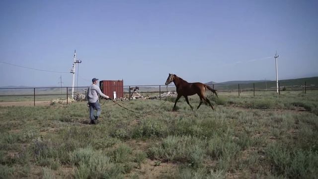 Чистокровный Англичанин. смотреть онлайн