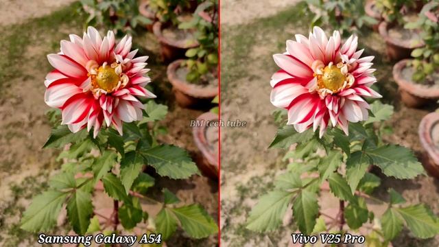 Samsung Galaxy A54 VS Vivo V25 Pro Camera Comparison | Samsung Galaxy A54 Camera Test | смотреть онлайн
