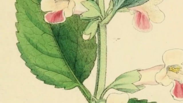 КАДИЛО (MELITTIS) сем. Яснотковые (Lamiaceae) смотреть онлайн