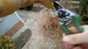 БОНСАЙ ИЗ ИВЫ! Обрезка ивы кудрявой, или как обрезать иву плакучую (ива японская Матсудана).