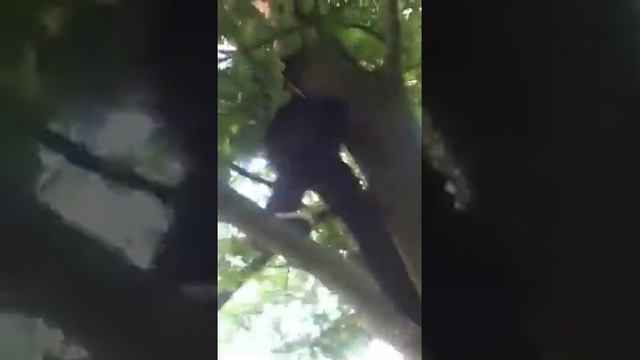 Practising 4 tree climbing comp смотреть онлайн
