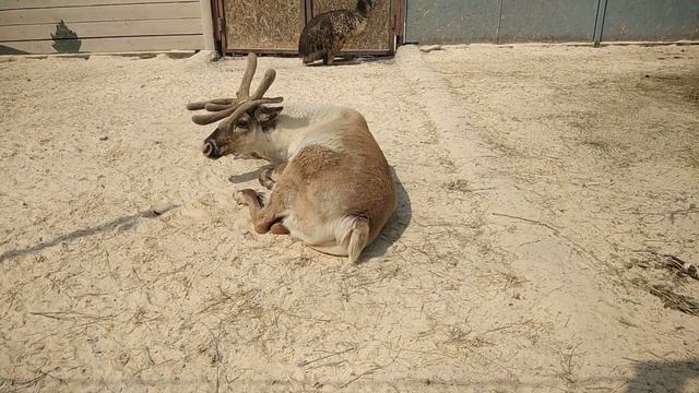 Зоопарк в КСК "Белая Лошадь" в Кадниково смотреть онлайн