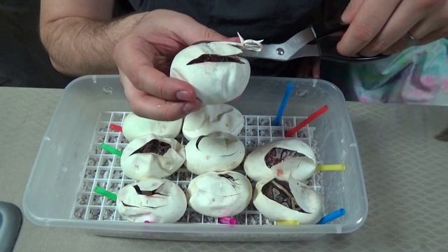 Trying To Prove Out A Possible Dinker | Ball Python Breeding Projects смотреть онлайн