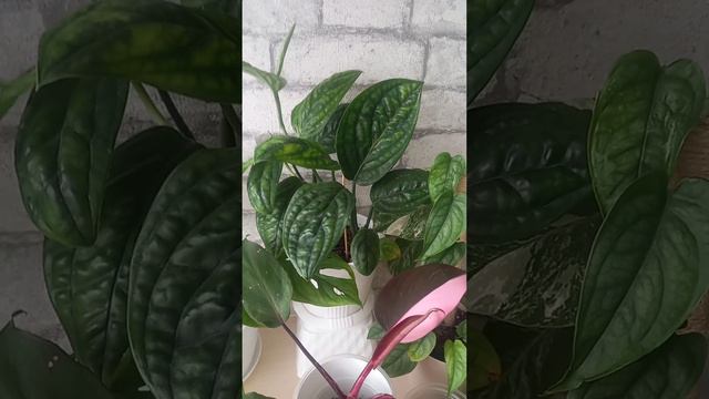 Обзор второго стелажа. 17.08.2023. смотреть онлайн