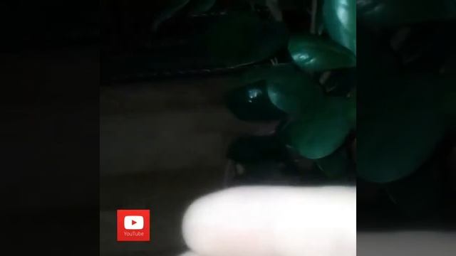 ФИКУС ПАНДА смотреть онлайн