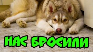 НАС БРОСИЛИ! ЖРЕМ ДОШИРАК И АНАКОМ (Хаски Бублик) Говорящая собака