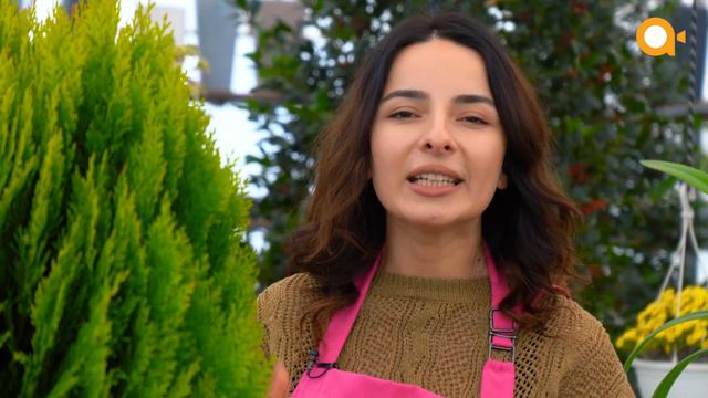 Thuja Orientalis - Bitki Mətbəxi смотреть онлайн