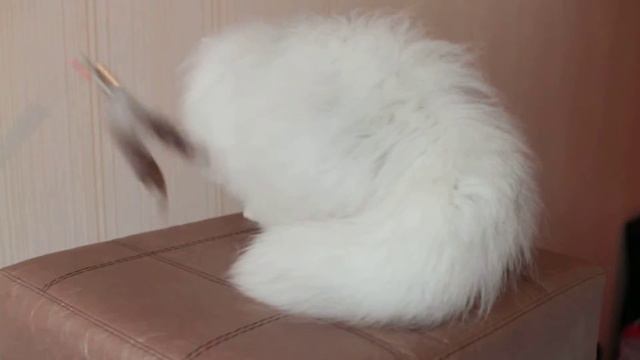 Персидские шиншиллы. Питомник KELEVRA смотреть онлайн