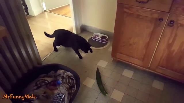 Кошки против огурцов / Cats vs of cucumbers смотреть онлайн