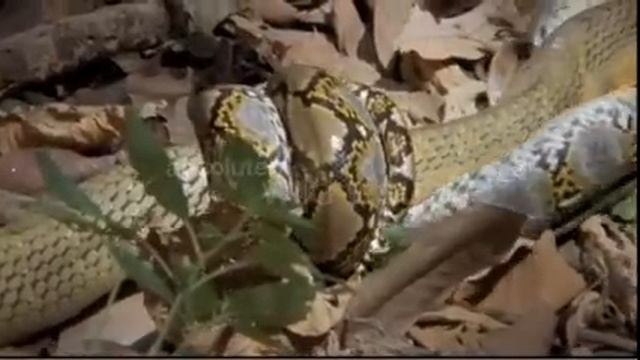 World's Deadliest: King Cobra vs. Reticulated Python смотреть онлайн