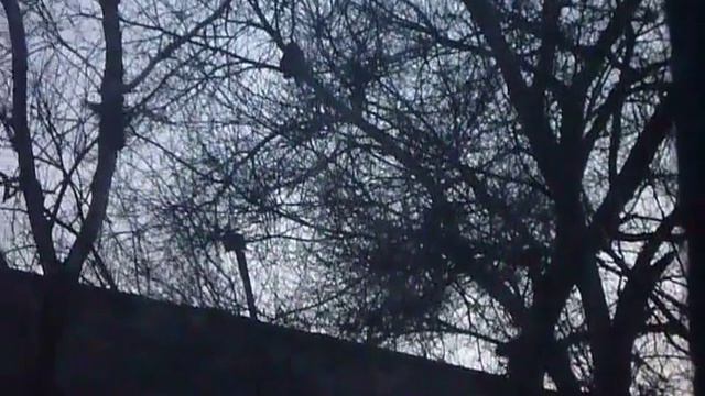 ангел-хранитель спасает кошку от ворон смотреть онлайн