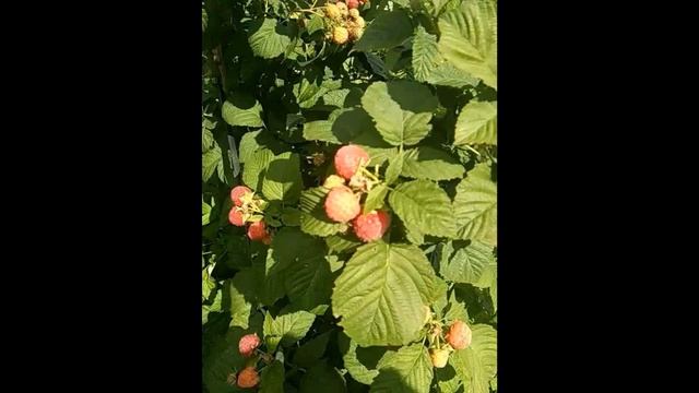 Малина" брусвяна"! Ягоды и рассаду можно заказать по т. +79780304669 смотреть онлайн