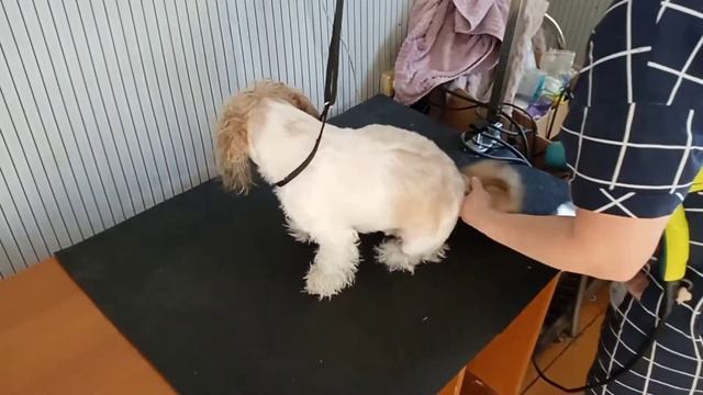✂️Стрижка, груминг ши-тцу. Ши-тцу Боня на стрижке смотреть онлайн