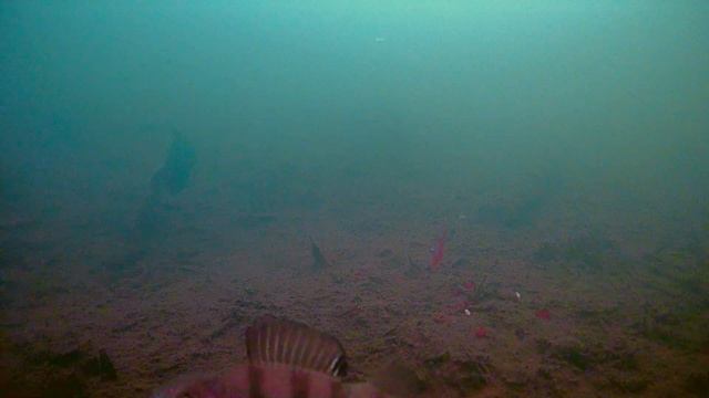 Тест камеры для подводной съёмке Focusfish