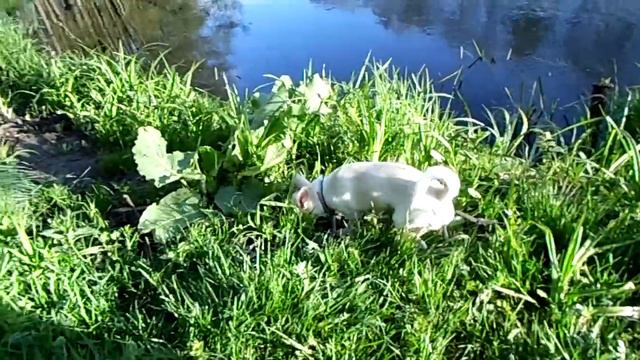 011 Чихуахуа Jazz На реке Нарочанка смотреть онлайн