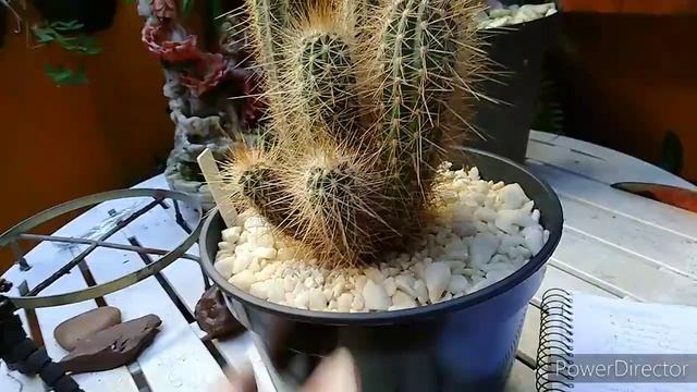 Cacto Pilosocereus Gounellei, Qual O Cacto ?..