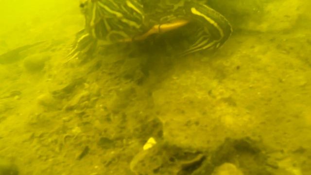 красивые черепахи🐢🐢 на дне реки. beautiful turtles at the bottom of the river смотреть онлайн