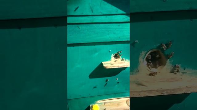 Колодное пчеловодство. Средне-русская пчела.