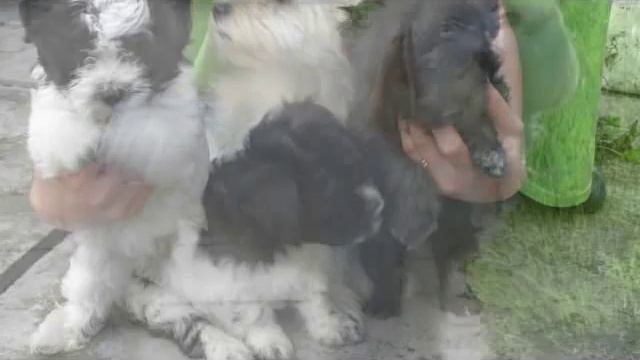 Гаванский бишон смешная и забавная порода декоративных собак смотреть онлайн