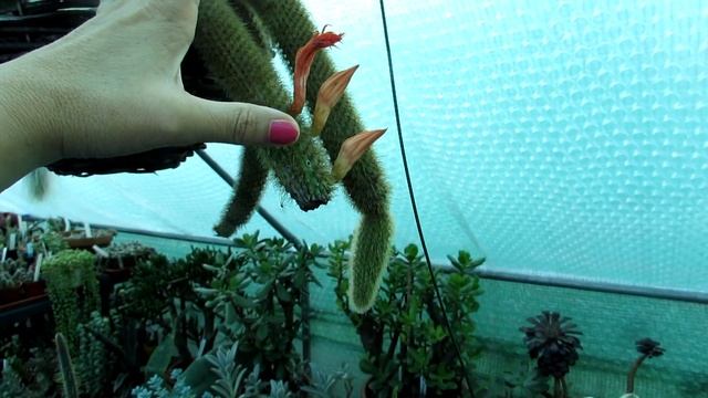 My Cleistocactus colademononis ' The Monkey's Tail' Cactus in beautiful bloom смотреть онлайн