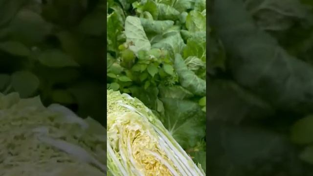 Пекинская капуста зимой смотреть онлайн