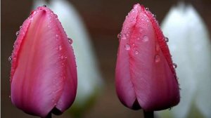 Eddie Calvert - My Love