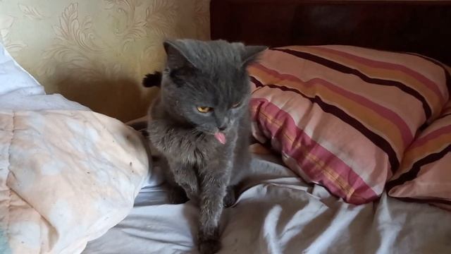 Знакомьтесь - Леся. смотреть онлайн