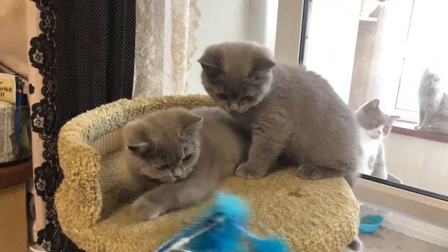 Британские котята ( кошечки) свободны смотреть онлайн