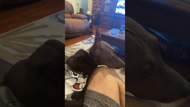 American Hairless Terrier T-Claude chilling on the couch смотреть онлайн