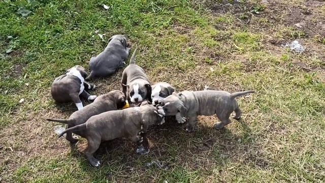 Американские булли, дети играют. #американскиебулли #щенки #щенкибулли #булли #americanbully #собак