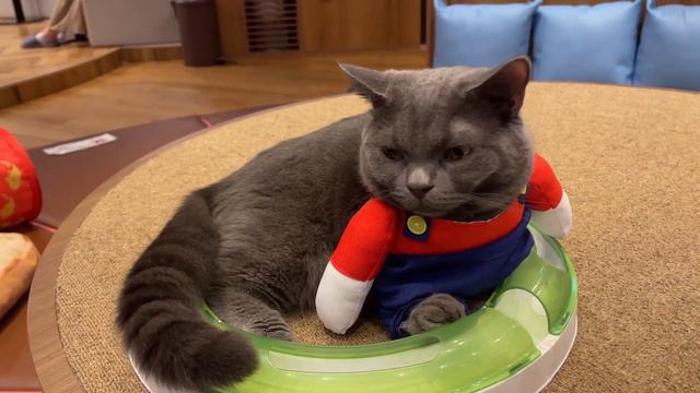 Spending a Day at a Cat Cafe in Japan🐈 | Cat Café Mocha Nagoya Sakae смотреть онлайн