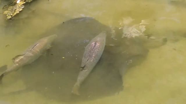 Feeding Barramundi Fish At Berry Springs National Park