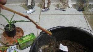 УКОРЕНЕНИЕ ЧЕРЕНКОВ ЧЕРНИКИ В ЯНВАРЕ