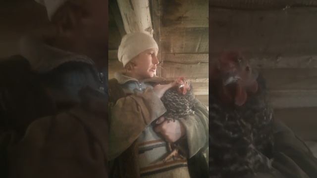 куры клюют яйца! что делать? отрезать клюв! смотреть онлайн