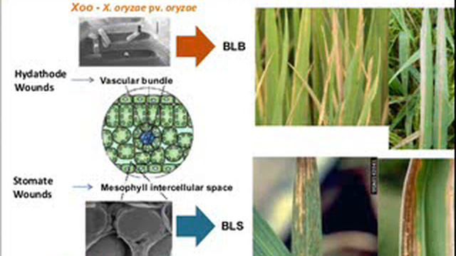 XANTHOMONAS VIDEO смотреть онлайн
