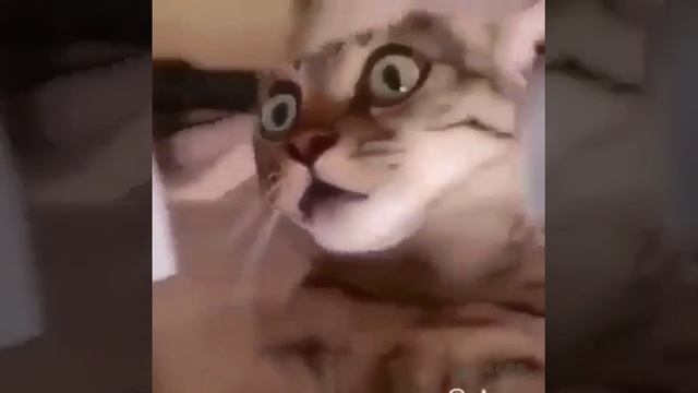 Когда немного борщанул с валерианкой смотреть онлайн