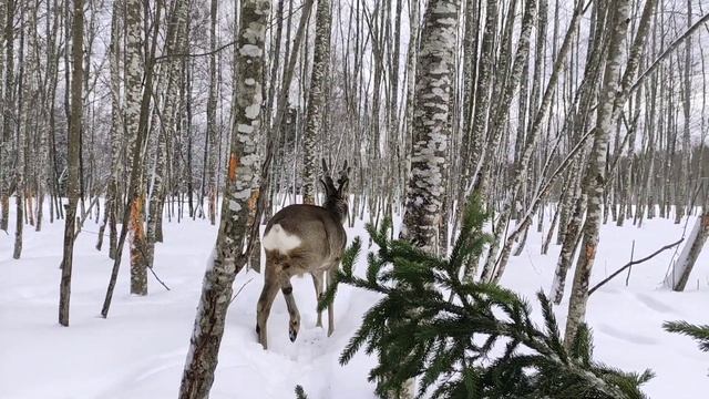 Про косулю Рогатика #забавныеживотные #wildanimals #косуля #roe #funnyanimals #animals #проживотных