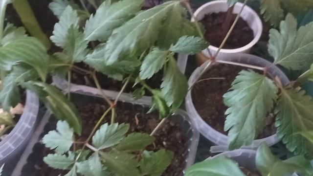 Увозим цветы на дачу.У нас новый жилец Венерина мухоловка. смотреть онлайн