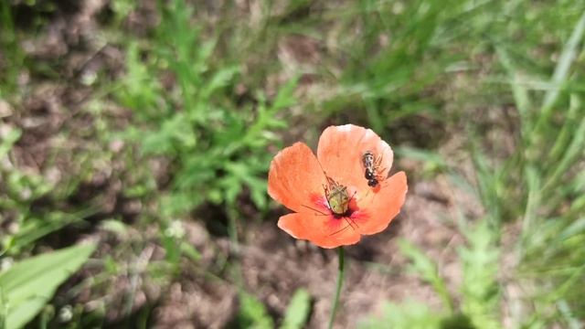 СЛАВЯНСК - КРАСНЫЕ МАКИ, цветы видео, как цветут маки... смотреть онлайн