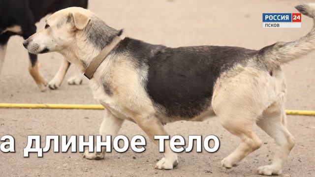 В добрые руки. Собака, которой все пофиг (почти медоед). 30.04.2019 смотреть онлайн