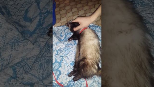 Правильное выражение: Спит!Как хорек! смотреть онлайн
