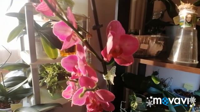 #ОРХИДЕЯ#Happy Carol-бабочка#??? смотреть онлайн
