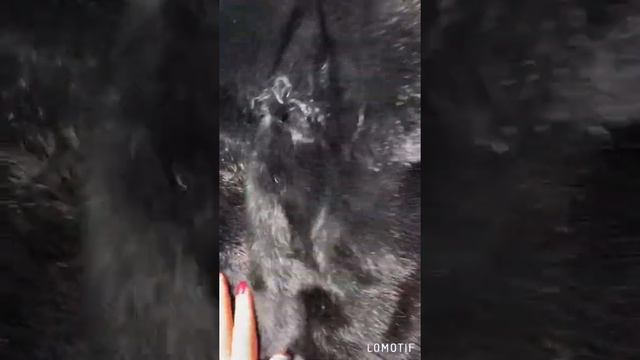 Норка черная 90 см видео капюшон смотреть онлайн