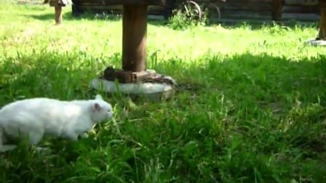 кошачья драка.mp4 смотреть онлайн